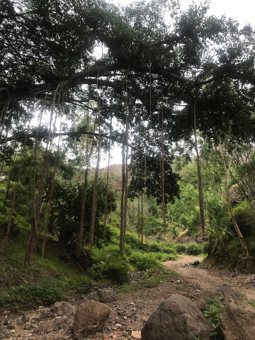 Bananowa dolina w Cidade Velha